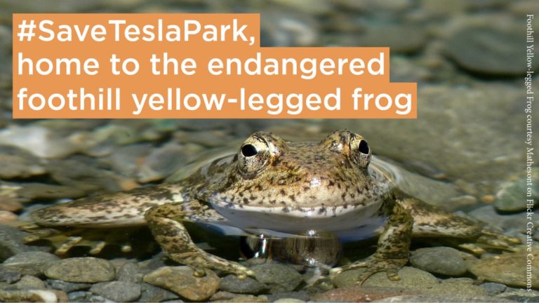 Foothill Yellow-Legged Frog