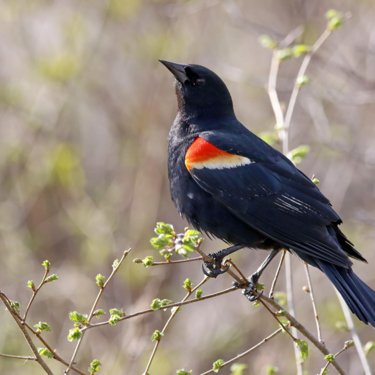 Tricolored Blackbirds