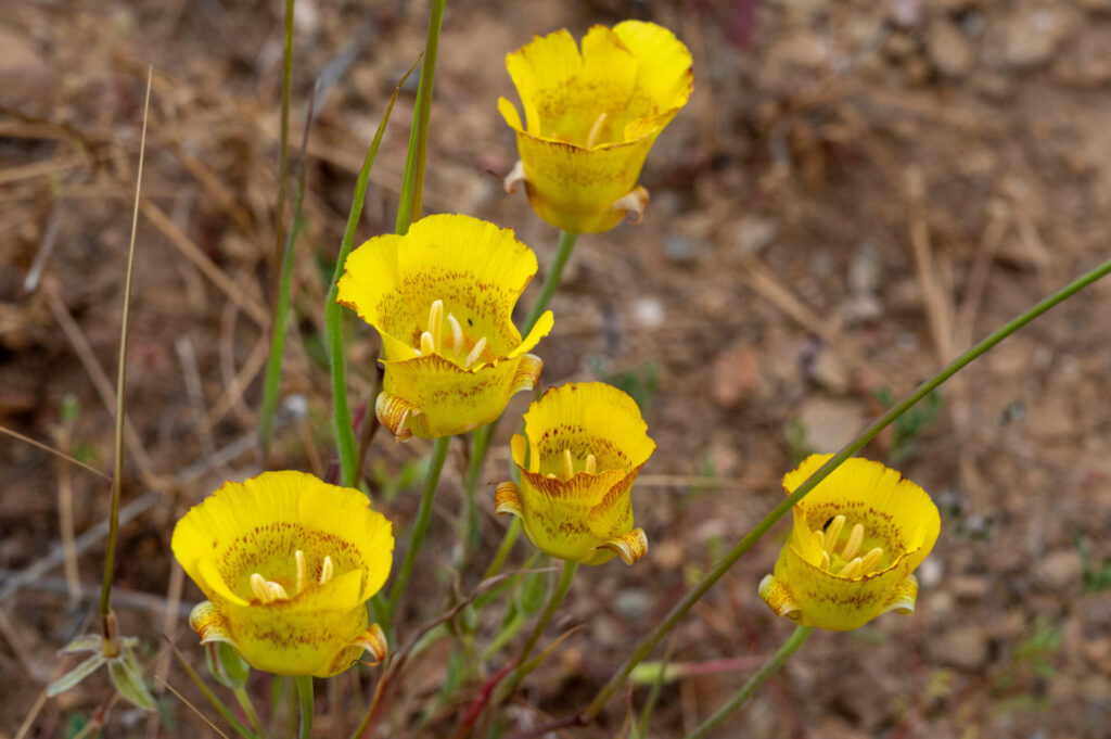 Yellow Mariposa Lily (tulip)