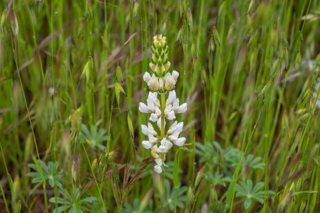 White Lupine