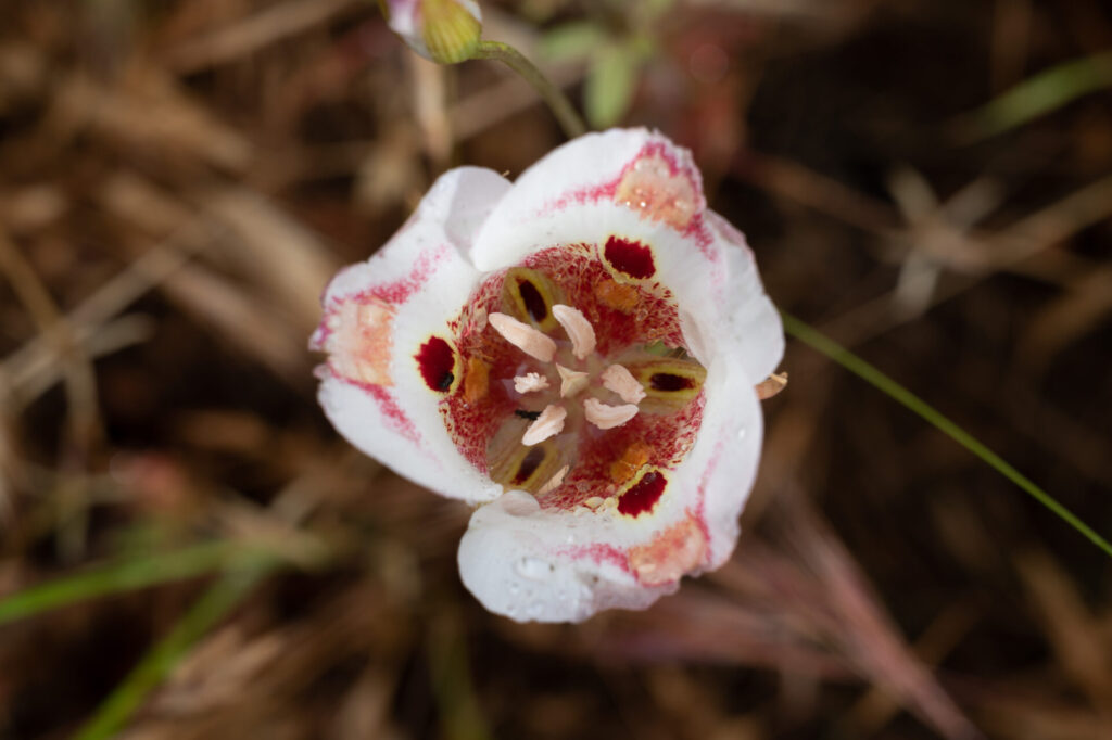 Butterfly Mariposa Lily